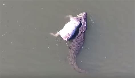 drone video massive crocodile drags   downriver outdoorhub