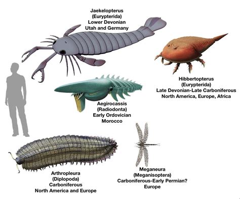 giant arthropods   paleozoic rnaturewasmetal
