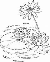 Coloring Lago Colorat Nenuphar Plantes Lilies Nuferi Coloriages Planse Colorare Disegni Flori P04 Ninfee Desene Waterlelies Fleur Loto Nenufares Hyacinth sketch template
