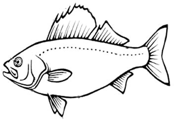 fish fin coloring pages coloring pages
