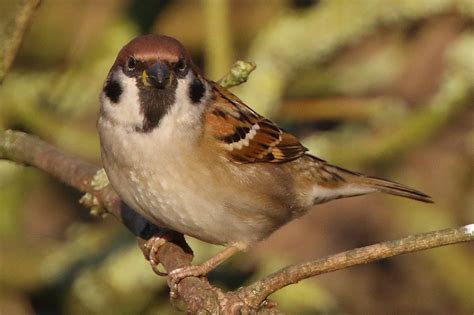 cambridgeshire bird club gallery tree sparrow