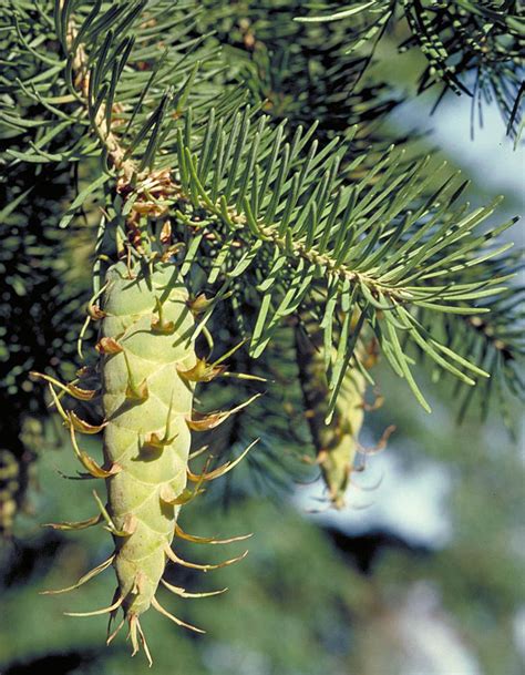 douglas fir pseudotsuga menziesii   true fir douglas fir plant leaves american continent
