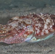 Afbeeldingsresultaten voor Sepiella inermis. Grootte: 188 x 185. Bron: okinawanaturephotography.com