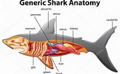 Afbeeldingsresultaten voor blinde haai Anatomie. Grootte: 172 x 106. Bron: de.depositphotos.com