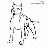 Bull Pit Terrier Coloring American Staffordshire Color Pages Dog Line Index Kids Own sketch template