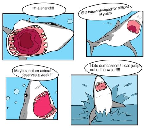 shark week funny girl quotes quotesgram