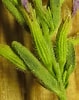Afbeeldingsresultaten voor "thyonidium Drummondii". Grootte: 79 x 100. Bron: www.swcoloradowildflowers.com