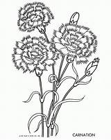 Carnation Carnations Qisforquilter Coloringhome sketch template