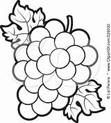 Grapes Outline Clipart Wine Grape Coloring Bunch Clip Alphabet Book Drawing Clipartmag Colouring Choose Board Fruit Clipground Leaf sketch template