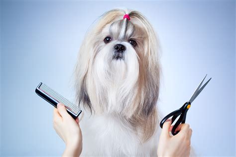 start  dog grooming business    usa today classifieds