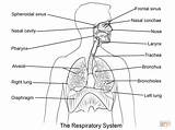 Coloring Respiratory Pages System Printable Drawing sketch template