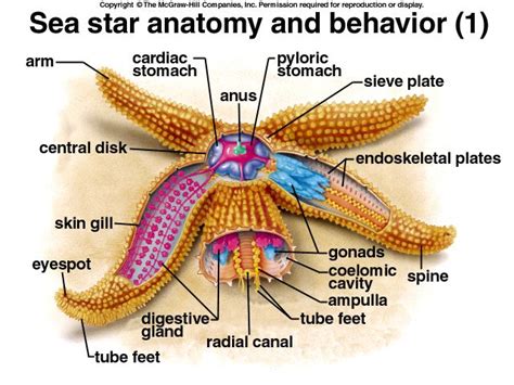 starfish anatomy nature   sea pinterest starfish  anatomy