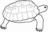 Coloring Cheloniidae Tortue Bestappsforkids Tortues Utilising Coloriages Greluche sketch template