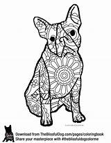 Coloring Pages Terrier Boston Getcolorings sketch template