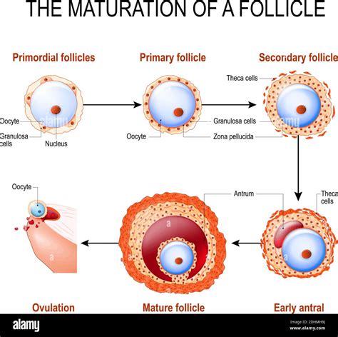 maturation   follicle diagram  folliculogenesis stock vector