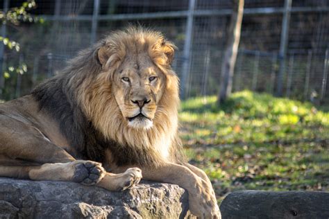 leo lion  zoo guest roar     resurfaced clip