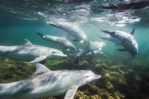 bottlenose dolphin numbers declined    marine heatwave