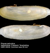 Afbeeldingsresultaten voor "phaxas Pellucidus". Grootte: 174 x 185. Bron: www.marinespecies.org