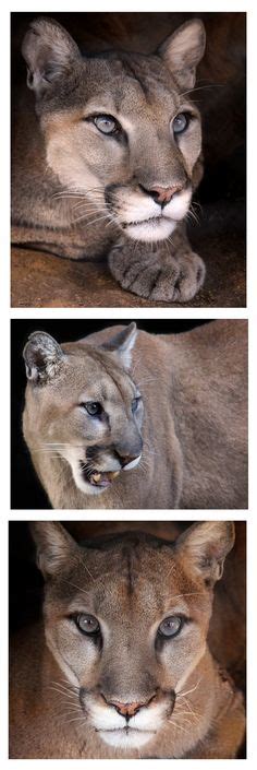 1000 Images About Cougar America S Big Cat On Pinterest