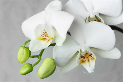 orchideen  sorgen sie fuer eine lange bluetezeit