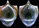 Afbeeldingsresultaten voor "cavolinia tridentata Danae". Grootte: 137 x 100. Bron: alchetron.com