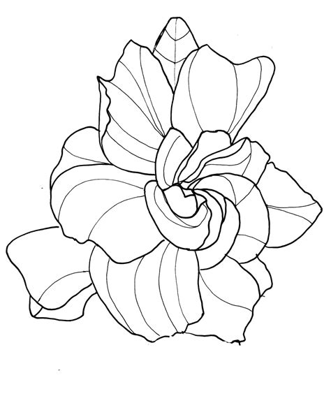 realistic rose drawing  getdrawings