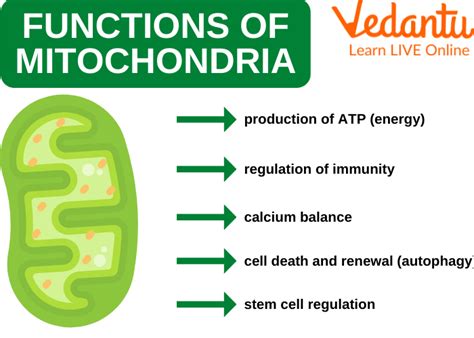 mitochondria structure functions  facts