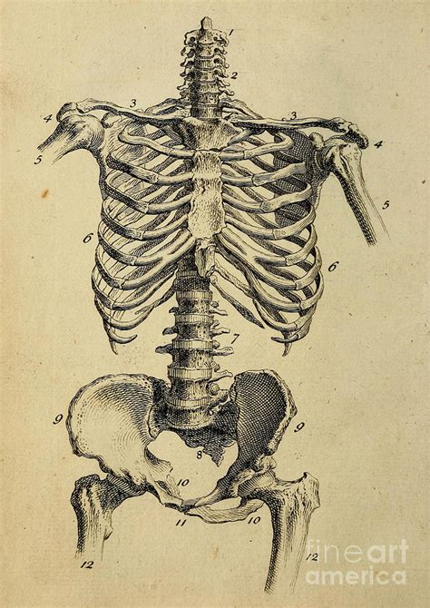 anatomy human body  anatomical  painting  boon mee
