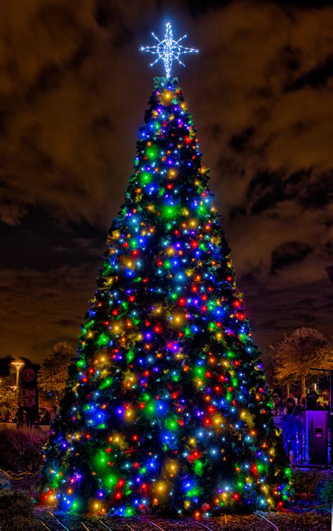 christmas lights   tree