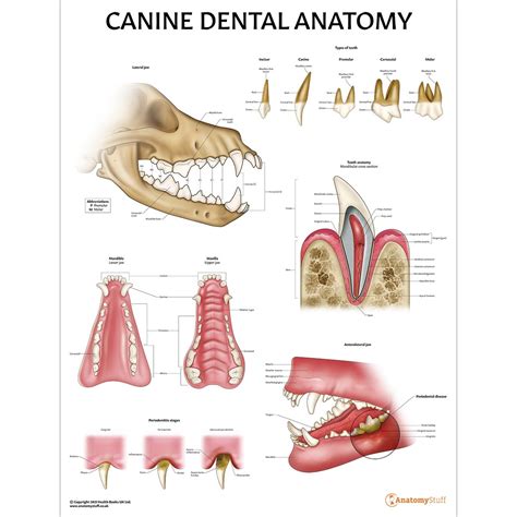 printable canine dental chart