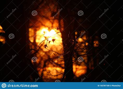 a red hot evening sun breaks through the trees stock image