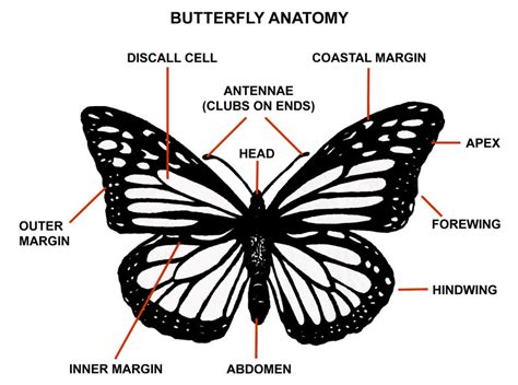 butterfly anatomy biological science picture directory pulpbitsnet