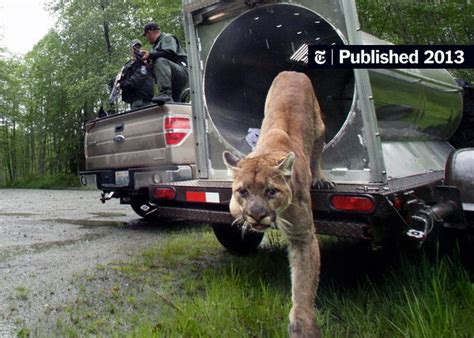 Cougars Glamorous Killers Expand Their Range The New York Times