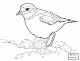 Coloring Dormouse Getcolorings Piping Plover sketch template