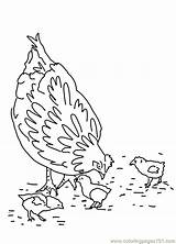Roosters Chicks Hens Feeding Hen Child Coloring Online Printable Birds Color sketch template