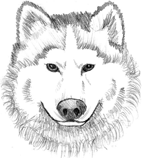 printable wolf face coloring page clip art library