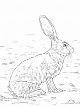 Coloring Rabbit Jackrabbit Jack Drawing Pages Tailed Hare Hares Arctic Animal Getdrawings Printable Drawings Categories Book sketch template