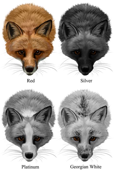 domestic fox colors  hyperwires  deviantart