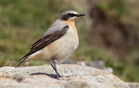 northern wheatear  chris griffin birdguides