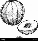 Muskmelon Cantaloupe Melon Rockmelon sketch template