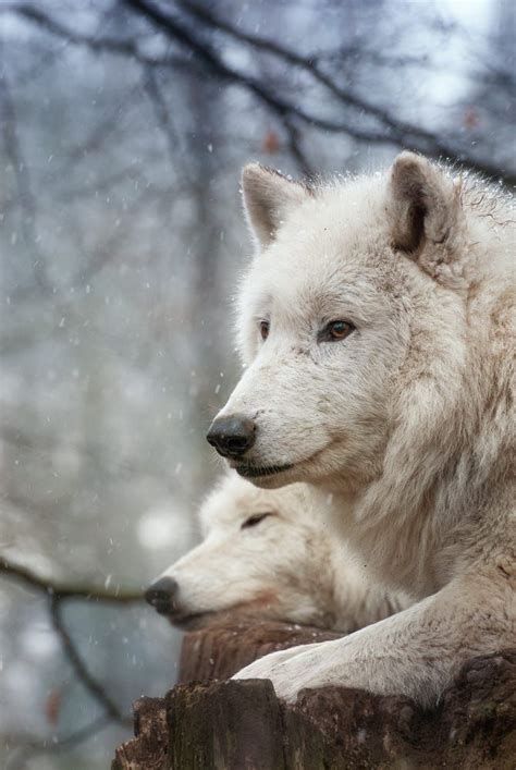 images  favorite wolf pictures  pinterest wolves coyotes   wolf