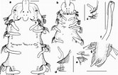 Afbeeldingsresultaten voor "spio Goniocephala". Grootte: 166 x 106. Bron: www.researchgate.net