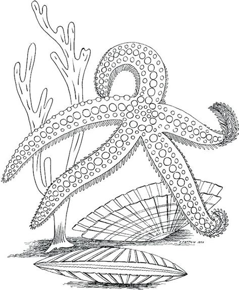 printable sea life coloring pages  getcoloringscom