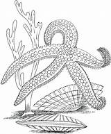 Coloring Pages Ocean Sea Printable Plants Life Adults Marine Adult Underwater Drawing Kids Colouring Color Desert Starfish Animals Sheets Animal sketch template
