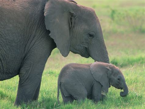sabias  los elefantes los mejores amigos en el mundo
