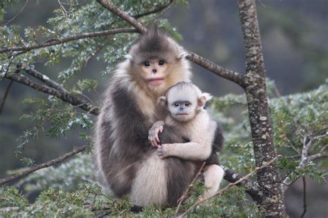 study reveals adaptations  snub nosed monkeys