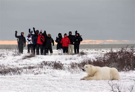 churchill wild wins award of distinction for exceptional polar bear tours arctic safaris
