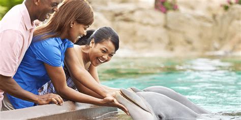 seaworld issues statement  dolphins condition  attack