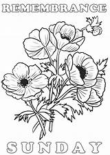 Remembrance Colouring Sunday Poppies Poster Printables Kids sketch template