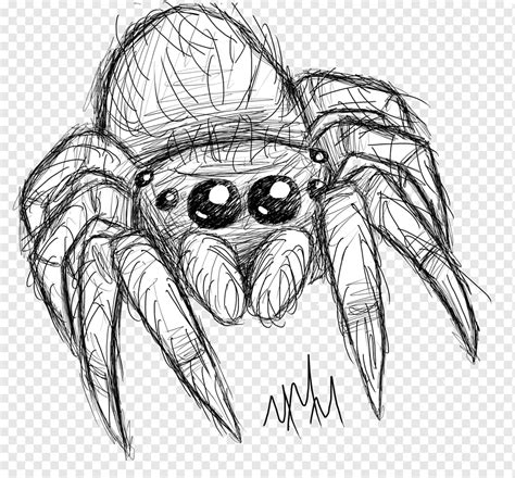 spider  art drawing sketch spider face seafood insects png pngwing